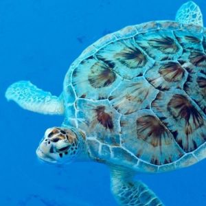 sea turtle attractions