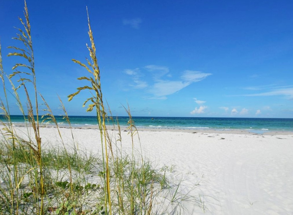 Siesta Key shelling?! I did see some shells at a Siesta Key beach