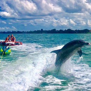 photo gallery tubing with dolphin