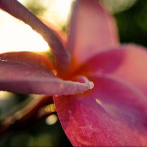photo gallery pink flower