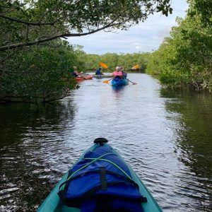 photo gallery kayaking through the mangroves