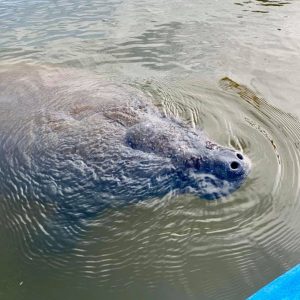 friendly manatee visits kayaker